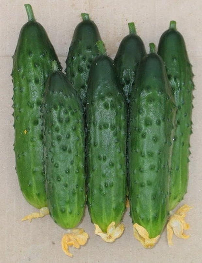 Seeds Self-Pollinated Cucumber Firm Secret F1 40 Days for Pickling Indoor Non GMO Hybrid
