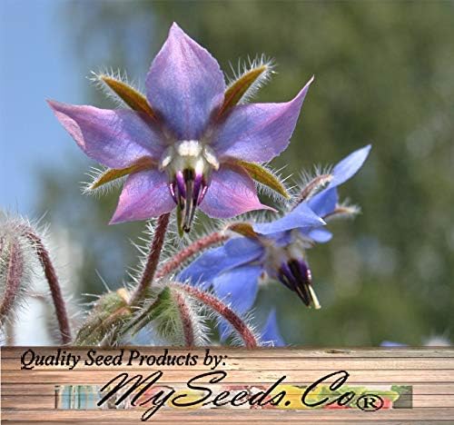 Big Pack - Borage, Borago officinalis Seeds (1,500 Seeds) - Edible Flower Seeds (Big Pack - Borage)
