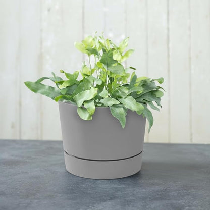 Root & Vessel Majestic Mid-Century Modern Low Profile Cylinder Pot, Matte Gray, 6.5"