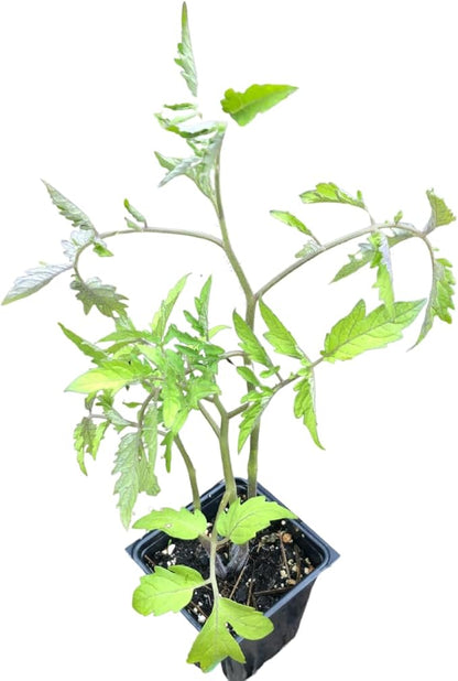 Smoke Camp Crafts Organic Chocolate-Covered Cherry Tomato (Solanum lycopersicum) 150 Seeds (0.5 gram) - Prolific and Unique Cherry Tomato