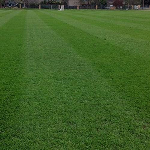 Annual RyeGrass Seed by Eretz - Willamette Valley, Oregon Grown. No fillers, No Weed or Other Crop Seeds (1lb)