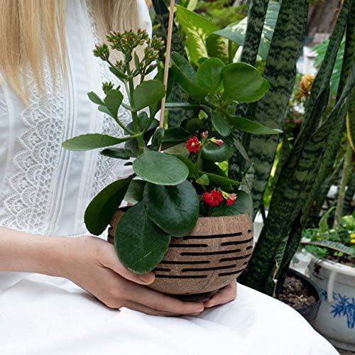 Rainforest Bowls Set of 4 Horizons Coconut Planters w/Drainage Hole- Perfect for Succulents, Flowers, Small Plants, Indoor & Outdoor Gardens- Handcarved by Artisans, Eco-Friendly & Sustainable
