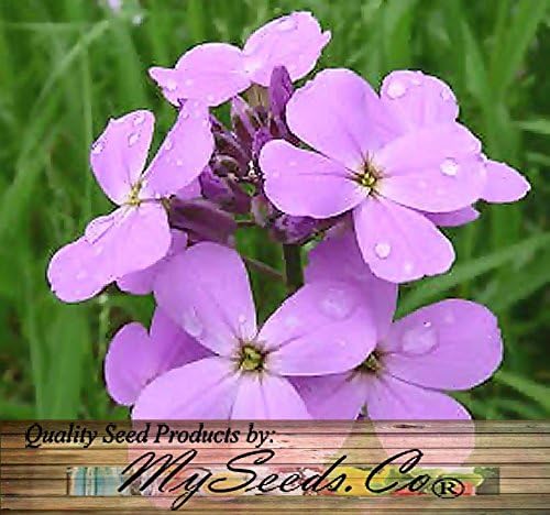 Big Pack - Dame's Rocket Seed (40,000 Seeds) - Hesperis matronalis aka Queen's Gilliflower - Edible Flower Seeds (Big Pack - Dame's Rocket)