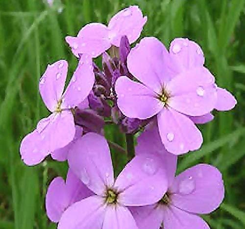 Big Pack - Dame's Rocket Seed (40,000 Seeds) - Hesperis matronalis aka Queen's Gilliflower - Edible Flower Seeds (Big Pack - Dame's Rocket)