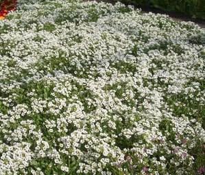 Alyssum Carpet of Snow Nice Garden Flower by Seed Kingdom Bulk 1/4 Lb Seeds