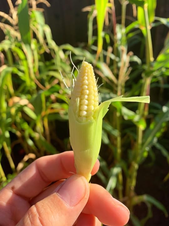 TomorrowSeeds - Baby Corn Seeds - 600+ Count - for 2026 Planting Asian Miniature Sweet Chinese Takeout Immature Young Early Indian Native Soft Vegetable Grow Your Own Home Farm Patio Healthy