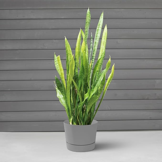 Root & Vessel Majestic Mid-Century Modern Low Profile Cylinder Pot, Matte Gray, 6.5"