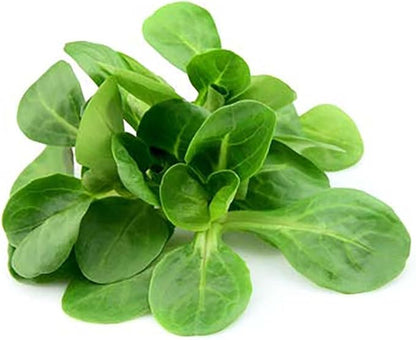 Mache Lettuce - Delicious Verte de Cambrai - 300 Seeds of Small Leaf Variety and Best for Overwintering in The Cold Northeast. Corn Salad.