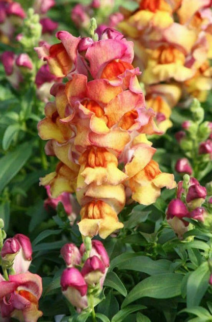 Mixed Snapdragon Flowers Seeds Tall Garden Pretty Flower Annual Outdoor Magic Carpet Non-GMO 300pcs