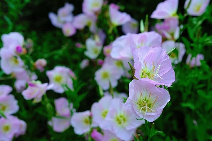200+ Mix Showy Evening Primrose Seeds Flowers Garden Planting