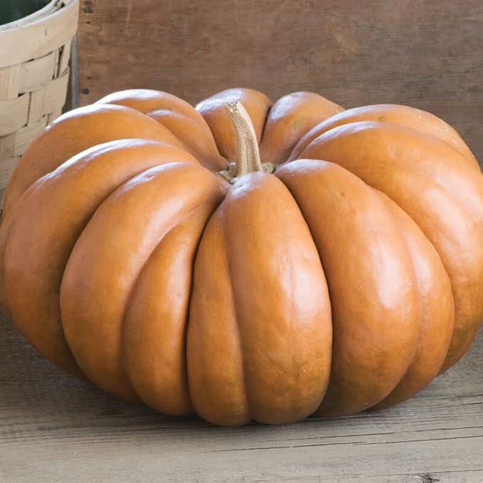 Fairytale Pumpkin Seeds for Planting (10 Seeds) - Musquee de Provence