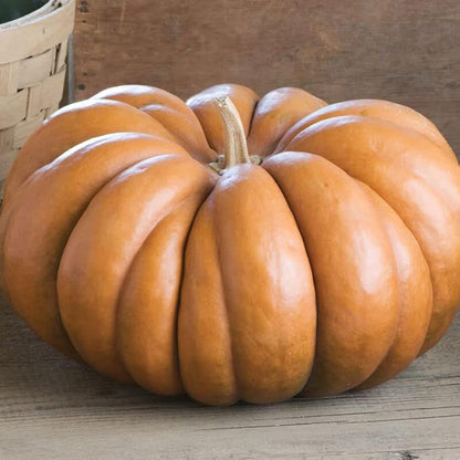 Fairytale Pumpkin Seeds for Planting (10 Seeds) - Musquee de Provence