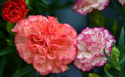 100+ Double Picotee Mix Carnation Seeds Dianthus Caryophyllus Flowers Non-GMO Cut Flower Fragrant Blooms