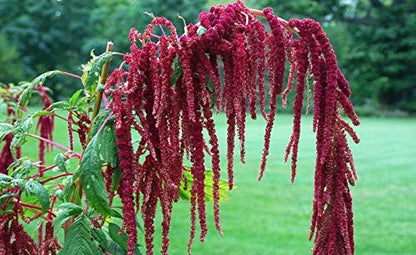 Seeds Love-Lies-Bleeding - Red Amaranth - Annual Flowers for Planting - GMO Free