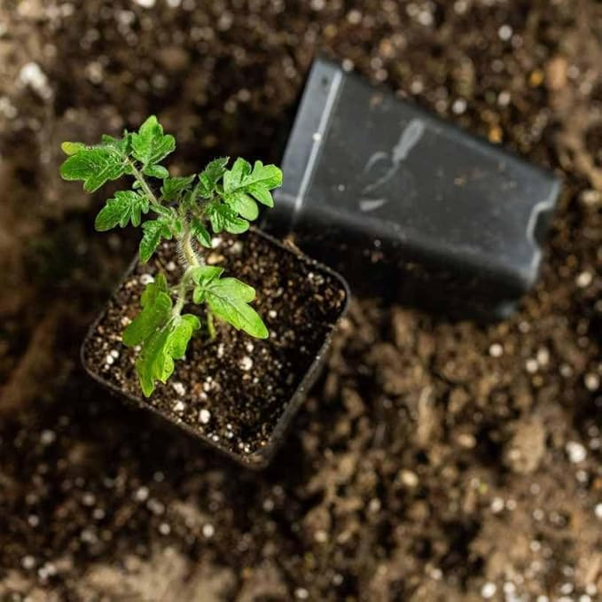Bootstrap Farmer Seedling Starter Pots, 80 Pack, Black 2.5 Inch Square Tray Inserts