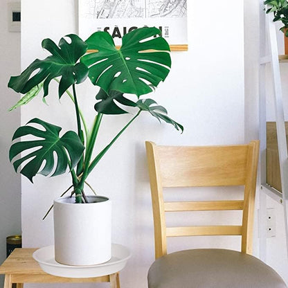 2 Pack of 10 inch Plant Saucer Gray, Heavy Duty Plastic Plant Saucer 10 inch Round, Durable Plant Tray for Pots, Plant Saucers for Indoors, Plant Trays for Planter 9"/10" (10", White)
