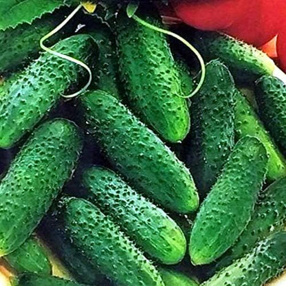 Seeds Vegetable Cucumber Parisian Gherkin Heirloom Without Bitterness for Pickling - 20 Seeds