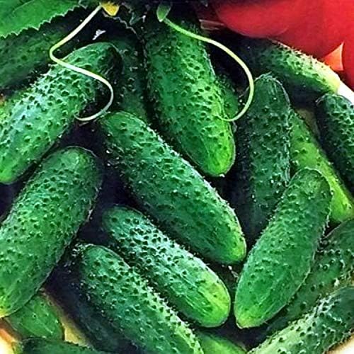 Seeds Cucumber Parisian Gherkin Open-Pollinated Pickling Non GMO Vegetable for Planting