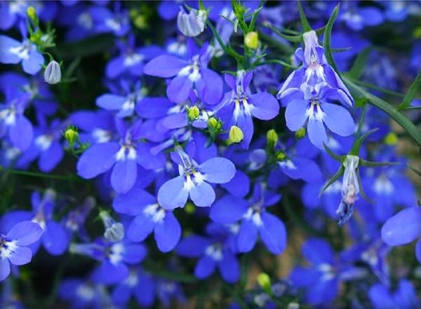 Seeds Blue Lobelia Cascade 1000+ Seeds to Grow Compact Plant Groundcover