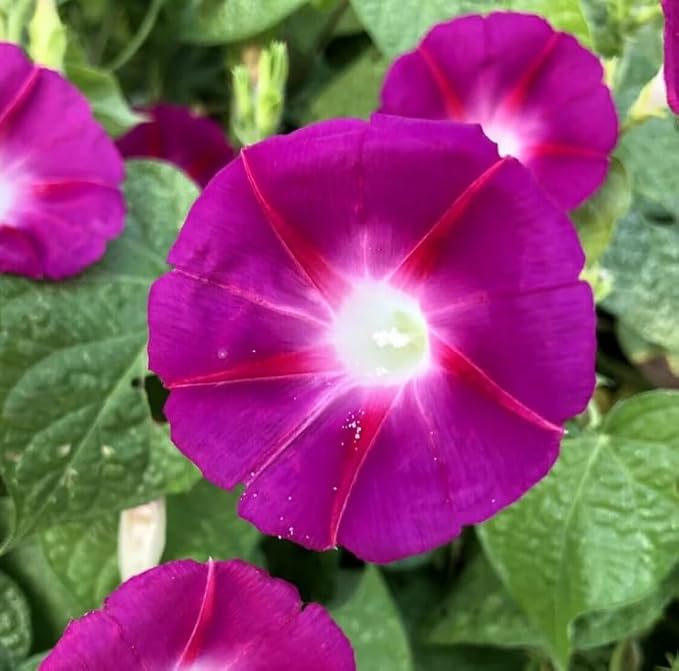 Mixed Japanese Morning Glory Seeds Flowers Ipomoea Nil Flower Vine Beautiful Perennial Climbing Flowers for Your Garde 80pcs