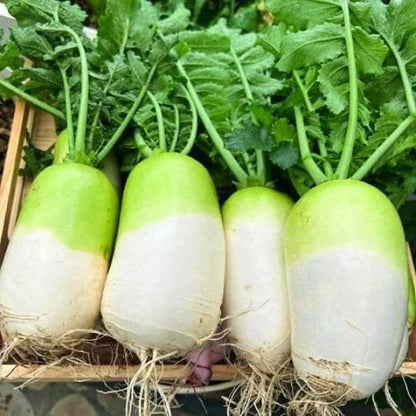 3-gram 200+ Korean Autumn Hybrid Daikon Radish Seeds; Perfect for Kimchi Diaspora Asian Seeds