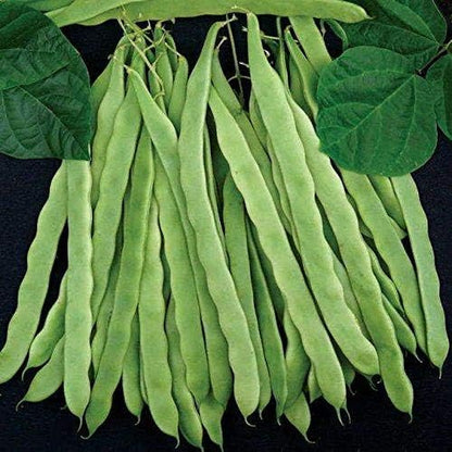 Park Seed Algarve French Climbing Bean Seeds – Gourmet Flavor, Award-Winning High Yields, 10-Inch Stringless Pods, Robust Vines for Trellises or Three Sisters Planting – Pack of 100