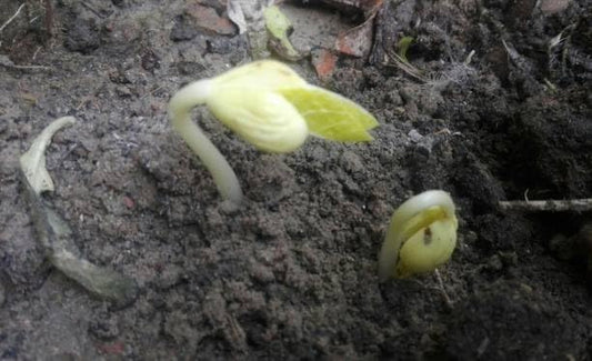1000 Seeds -Blue Love in a Mist - Nigella - Easy to Grow