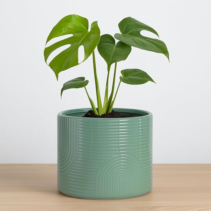 6 Inch Ceramic Plant Pot – Indoor & Outdoor Flower Planter for Succulents, Herbs & Small Plants – Thick-Walled Modern Design – Sage Green
