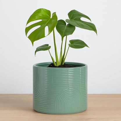 6 Inch Ceramic Plant Pot – Indoor & Outdoor Flower Planter for Succulents, Herbs & Small Plants – Thick-Walled Modern Design – Sage Green