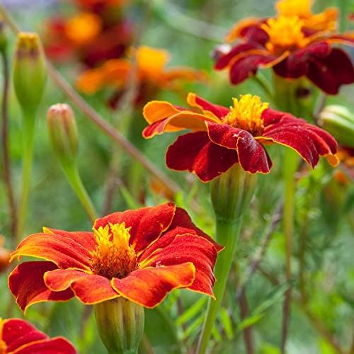 Park Seed Linnaeus Burning Embers Marigold Seeds – Heirloom French Variety with Orange-Red and Gold Blooms, Pollinator-Friendly, Compact and Vigorous Annual for Beds or Containers – Pack of 25