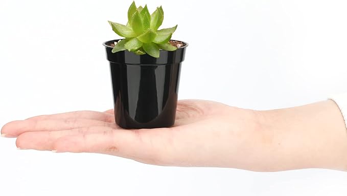 KINGLAKE 2 Inch Plastic Nursery Pots,100 Pcs Seed and Cutting Pots for Succulent Plants (Black)