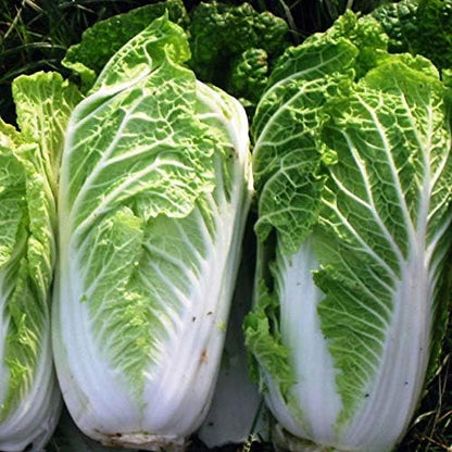 Seeds Napa - Chinese Cabbage - Heirloom Vegetable - GMO Free