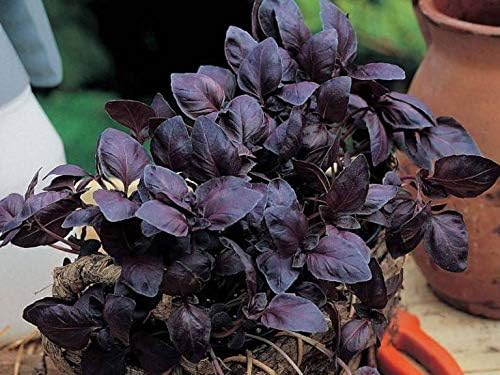 Seeds Basil Purple Leaf Opal Indoor Vegetable for Planting Heirloom Non GMO - 500 Seeds