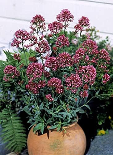 Centranthus Valerian Ruber Rosy Red Perennial Seeds