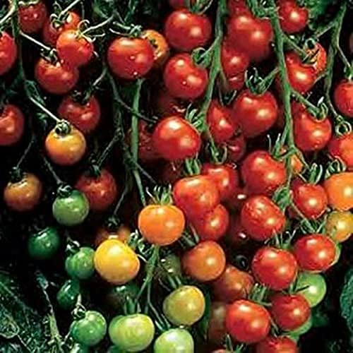 Super Sweet 100 Tomato Seeds