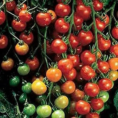 Super Sweet 100 Tomato Seeds