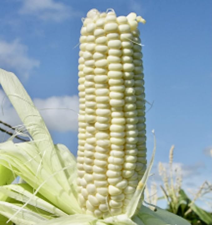 USDA, Organic, Silver, Hawaiian #9, Super, Sweet Corn, Heirloom, Open Pollinated, Non GMO