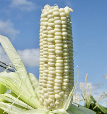 USDA, Organic, Silver, Hawaiian #9, Super, Sweet Corn, Heirloom, Open Pollinated, Non GMO