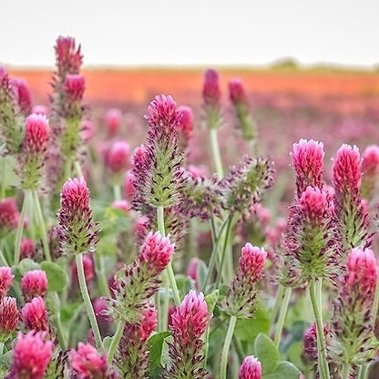 Clover Trio Seed Blend – Premium 4 oz ~44,800 Seeds – Red, White & Crimson Clover – Cover Crop & Soil Enrichment Mix