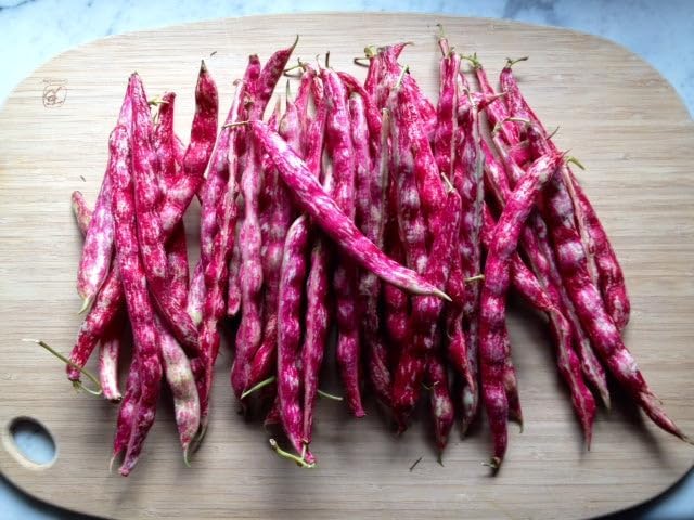 TomorrowSeeds - Pink Cranberry Bean (Taylor) Seeds - 120+ Count - for 2026 Planting Heirloom Italian Borlotti French Pinto Broad Beans Taylor Horticultural Speckled Bays Vegetable Grow Your Own Home