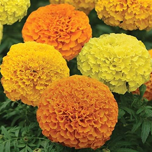 Seeds Flowers Mexican Marigold Cool Mix Annual - 250 Seeds