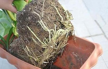 5LBS Large Water absorbing crystal,polymer, soil moist 2-4mm
