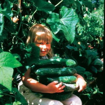 Park Seed Variety of Cucumber Seeds, Planting Cucumbers, Vegetable Seeds, Easy to Grow, Non-GMO, Perfect for Harvesting, Sweet Success Hybrid, Pack of 10