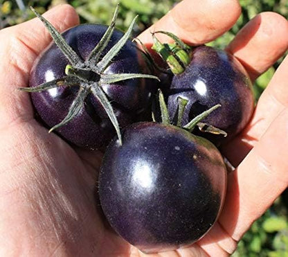 Seeds Indigo Rose Cherry Tomato/Indeterminate Type/Non GMO/Heirloom