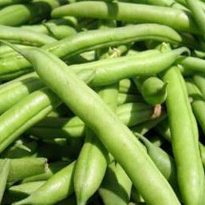 Seed Needs Blue Lake 274 Bean Seeds Bush Variety | 130+ Heirloom Seeds Phaseolus Vulgaris Large Easy to Grow | Fresh Vegetable Seed for Planting Home Garden Favorite | Bulk