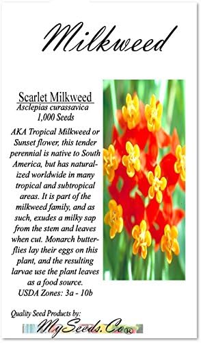 Big Pack - (1,000) Sunset Flower Milkweed Seeds, Asclepias Curassavica (Big Pack Tropical Sunset Milkweed)