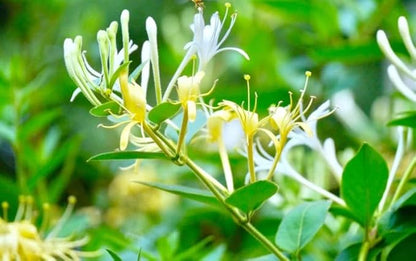 Honeysuckle Vine Seeds Native Perennial White Honeysuckle Bush Climbing Plant 100pcs