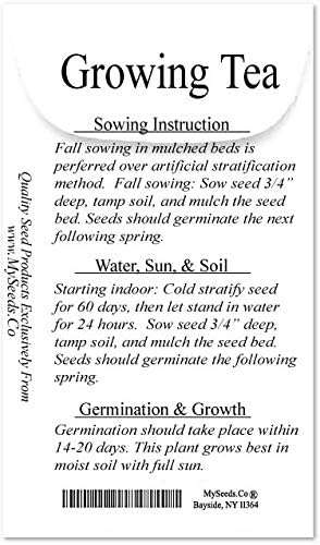 Big Pack - (25) Tea Plant Seed - Camellia sinensis - Edible Flower Seeds (Big Pack - Tea Plant)