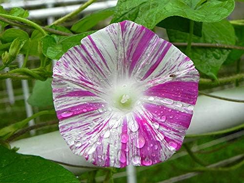 Seeds Morning Glory Harlequin Mix Annual Flowers