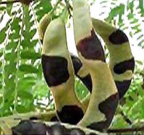 Big Pack - Thornless Honeylocust Tree Seed (100) - Gleditsia triacanthos Tree Seeds - Fragrant Blooms - Pods Used for Making Beer - Excellent Shade Tree - by MySeeds.Co (Big Pack - Honeylocust)